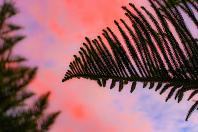 Low angle view of leaves against sky during sunset