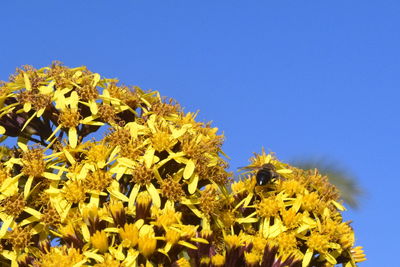 Close-up of bee on sunflower against clear blue sky