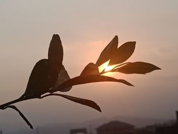 Close-up of silhouette plant against sky during sunset