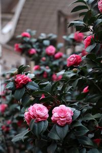 Close-up of pink roses blooming outdoors