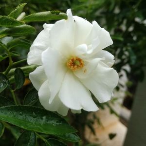 Close-up of white flower blooming outdoors