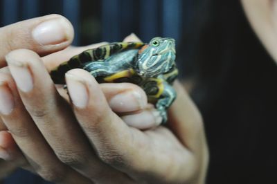 Close-up of hand holding crab