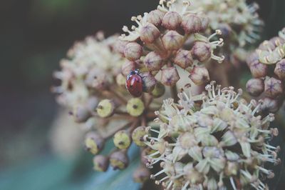 Close-up of insect on white flowering plant