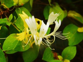 Close-up of flowers