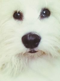 Close-up of white dog