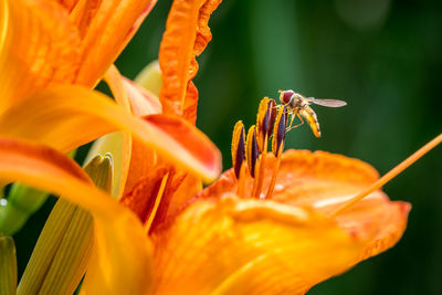 Close-up of orange day lily blooming outdoors