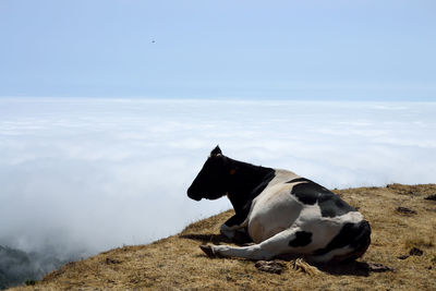 Cow lying down