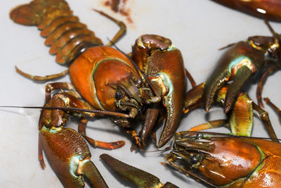 Several signal crayfish, pacifastacus leniusculus, in a water tank