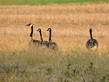 Side view of ducks on grassland