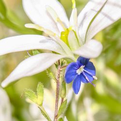 Close-up of flower