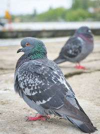 Close-up of pigeon perching on a land