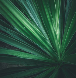 Full frame shot of green leaves