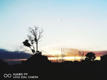 Silhouette tree against clear sky during sunset