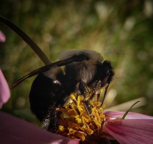 Close-up of bee on flower