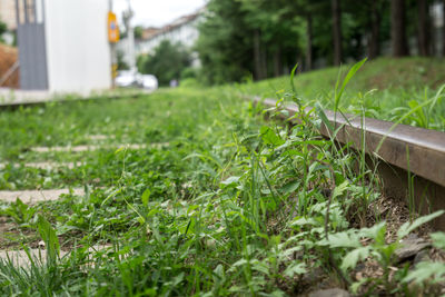Close-up of grass growing in lawn