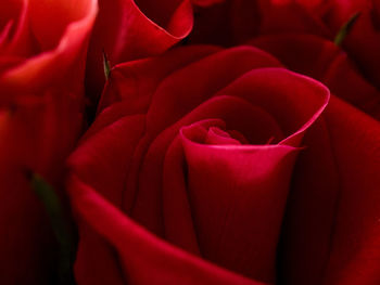 Close-up of red rose