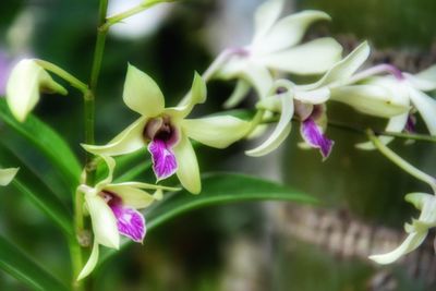 Close-up of purple flowers blooming outdoors