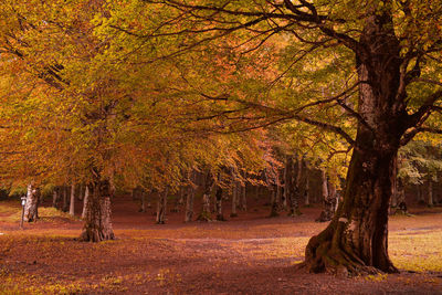 Trees growing on field during autumn