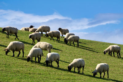 Flock of sheep grazing in field