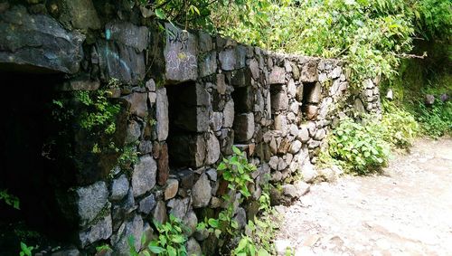 Plants growing on stone wall