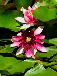 Close-up of pink water lily blooming outdoors