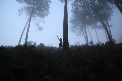 Low angle view of trees in forest