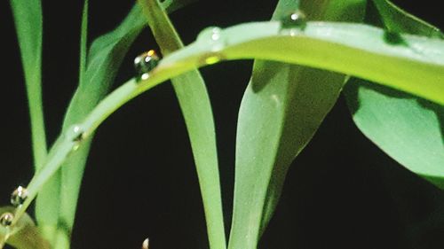 Close-up of fresh green plant