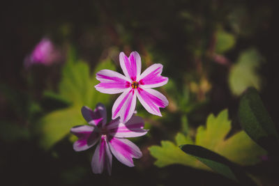 Close-up of pink cosmos flowers blooming outdoors