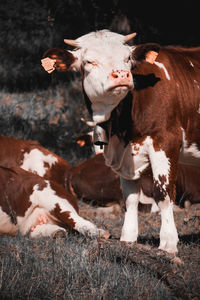 Portrait of brown cow on field