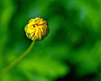 Close-up of yellow flower