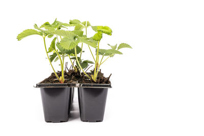 Close-up of potted plant against white background