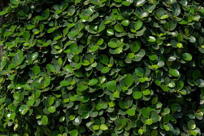 Full frame shot of leaves