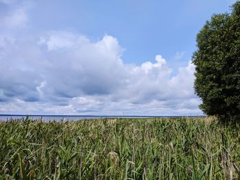 Scenic view of agricultural field against sky