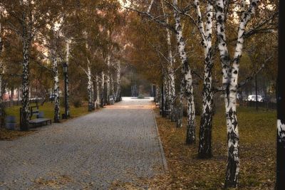 Road amidst trees against sky during autumn