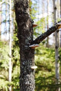 Close-up of tree trunk in forest