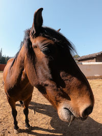 Close-up of horse in field against sky