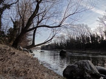 Bare trees by river in forest against sky