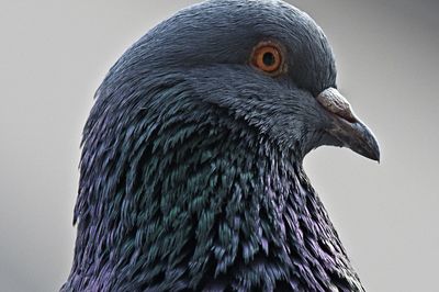 Close-up of a bird