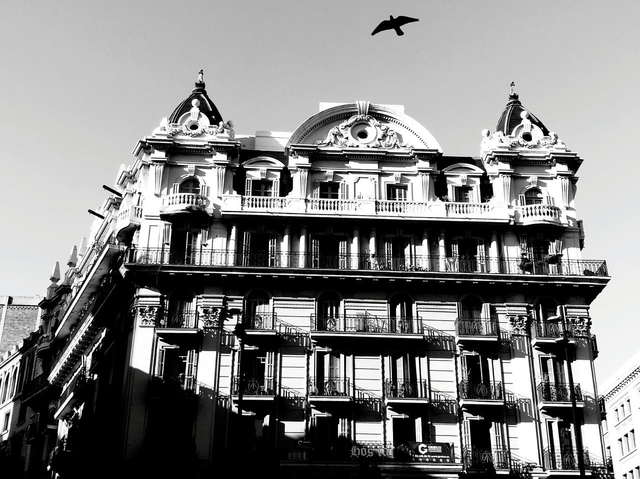 VIEW OF BIRDS AGAINST SKY