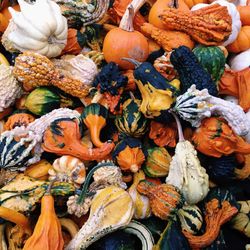 Full frame shot of pumpkins during autumn