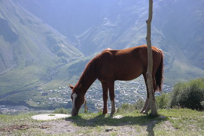 Horse standing on field against sky