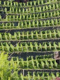 Full frame shot of plants