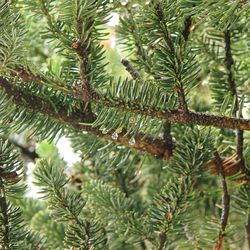 Close-up of pine tree