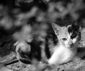 Close-up portrait of cat