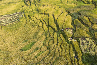 High angle view of lizard on field