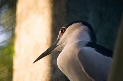 Close-up of bird