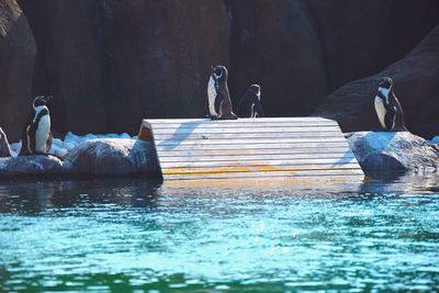 View of an animal swimming in water