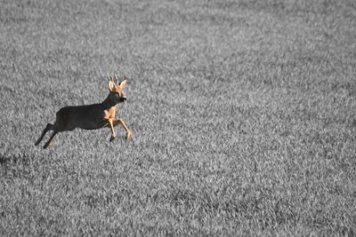 Dog running in a field