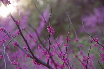 Close-up of pink redbud in spring