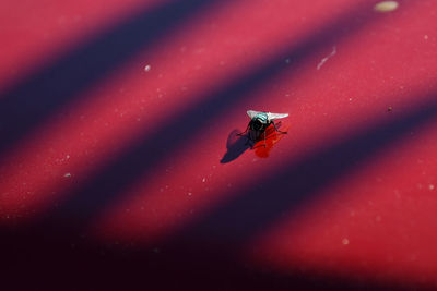 High angle view of fly on red leaf